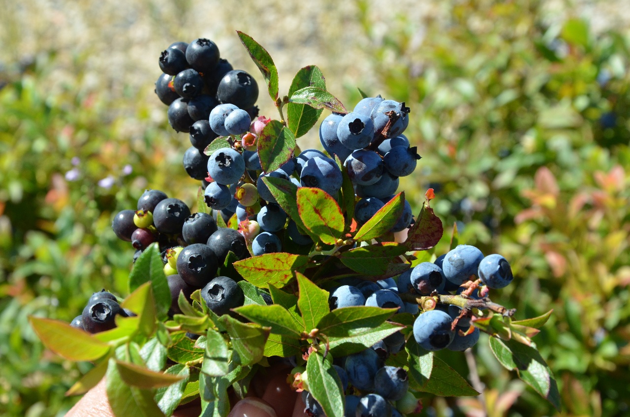 5 Things You Didn’t Know About Wild Blueberries Wild Blueberries