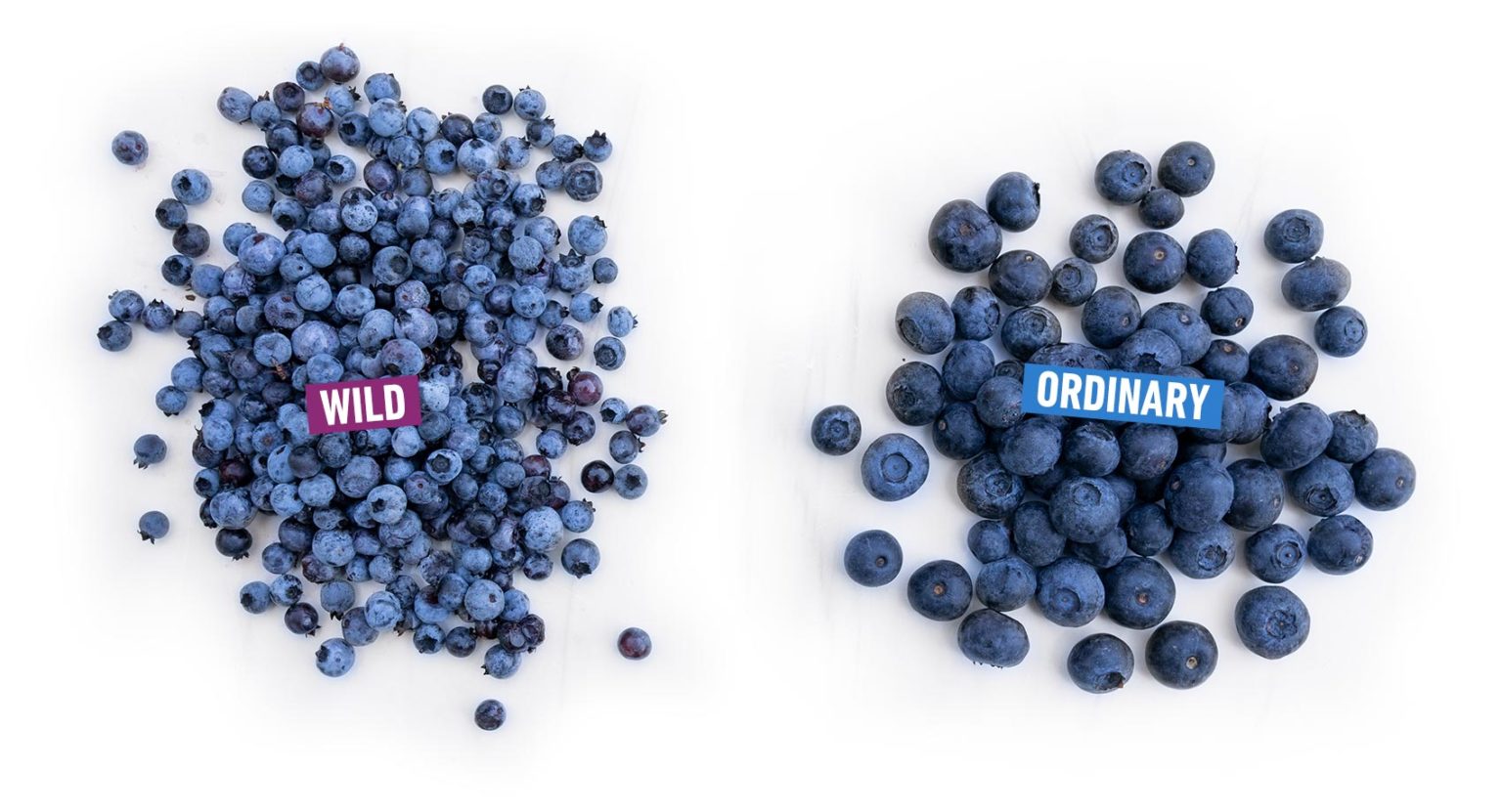 why-wild-blueberries-are-the-better-blueberry-wild-blueberries