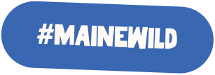 mainewild hashtag bubble