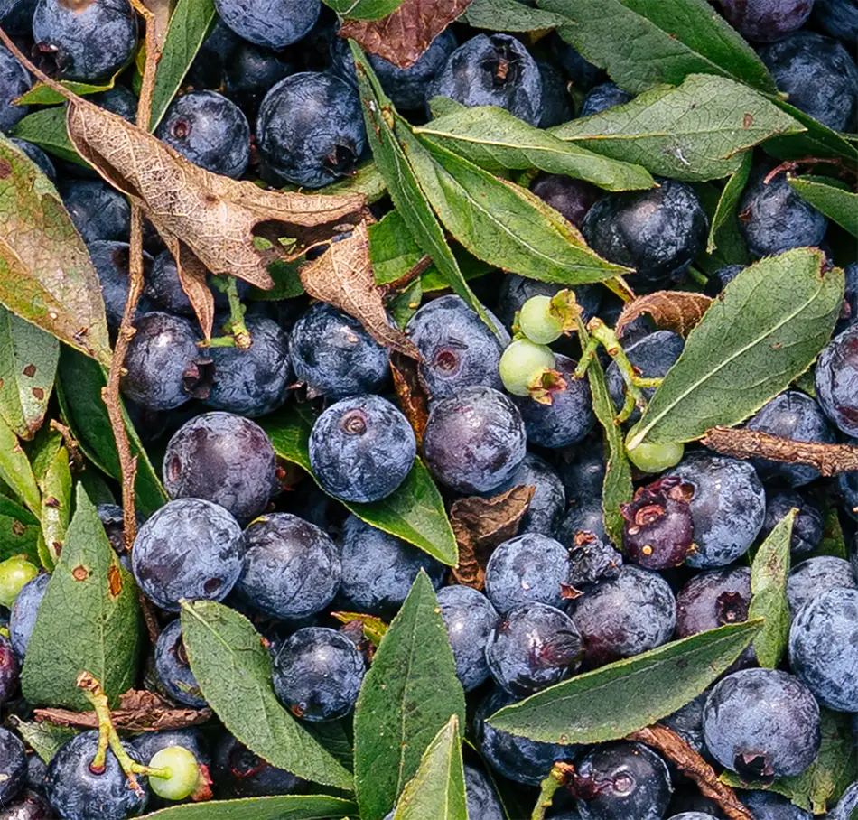 blueberry bushes