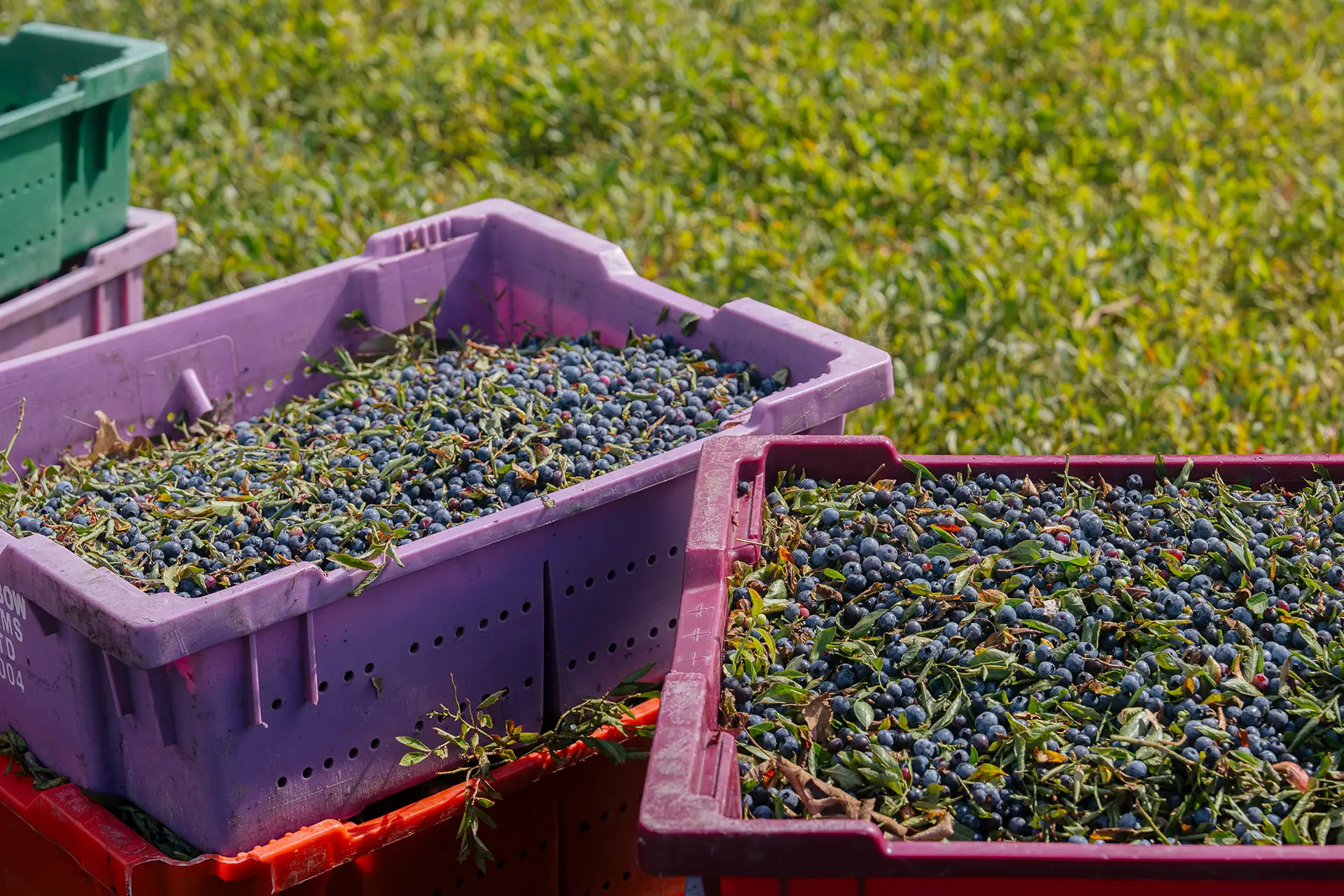 bins of blue berries
