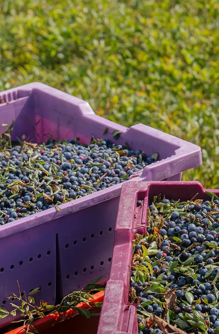 bins of blue berries